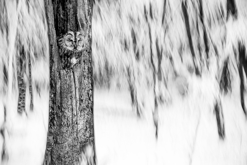 Nagy Bertold - Délutáni pihenő